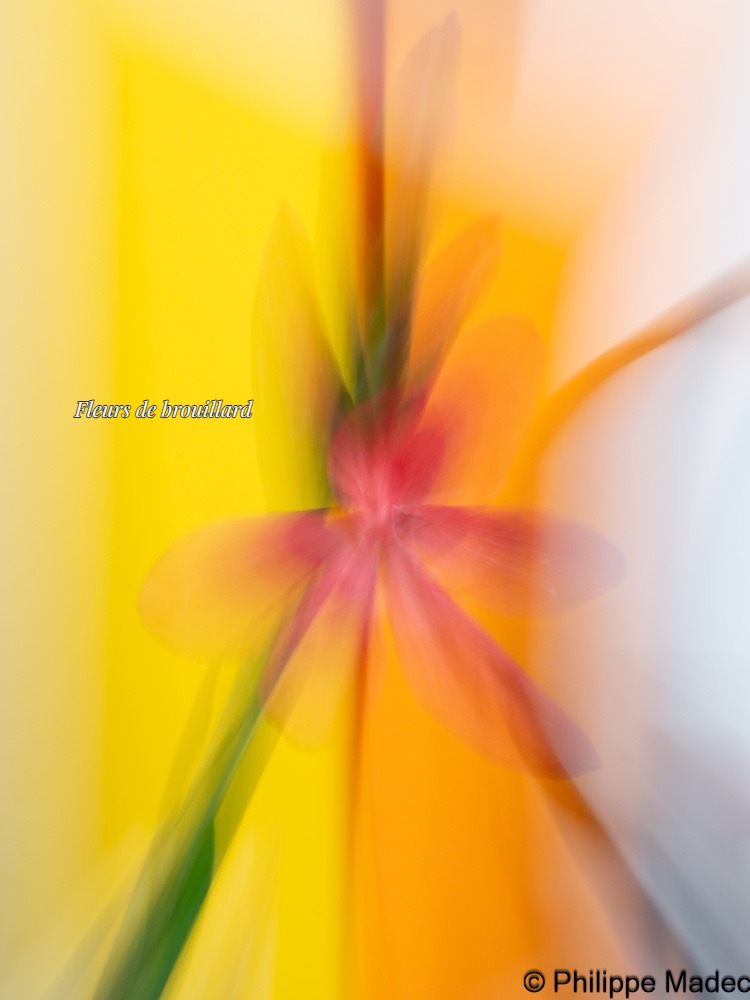 Fleur de Brouillard avec texte